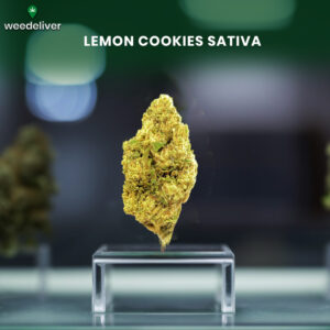 Lemon Cookies Sativa