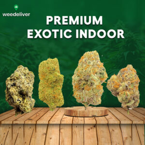 Premium Exotic Indoor